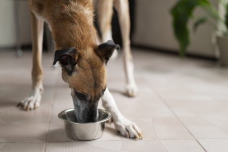 Consejos para mantener hidratado a perros durante el verano