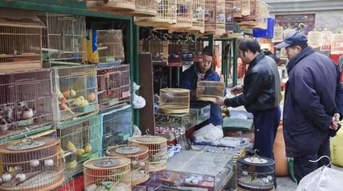 China detiene a seis personas por compra y transporte ilegal de animales amenazados