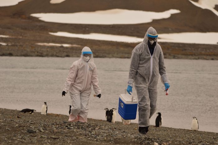 Confirman presencia inédita del virus altamente patógeno de la gripe aviar en la Antártica