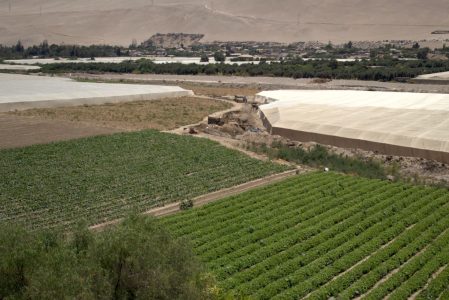 Bioestimulante de bacteria que crece en el altiplano potencia cultivo de hortalizas en el desierto
