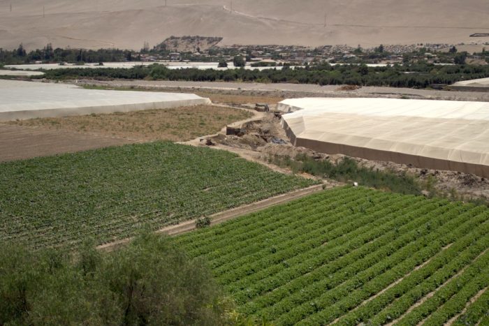 Bioestimulante de bacteria que crece en el altiplano potencia cultivo de hortalizas en el desierto