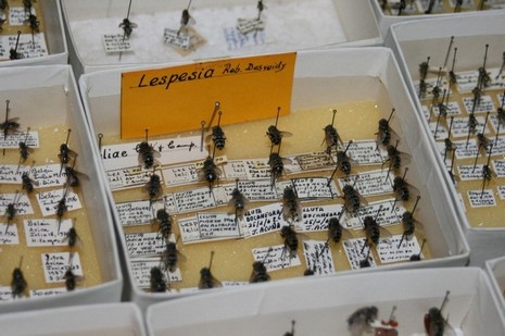Un tesoro en el norte chileno: la colección entomológica con más de 200 mil insectos