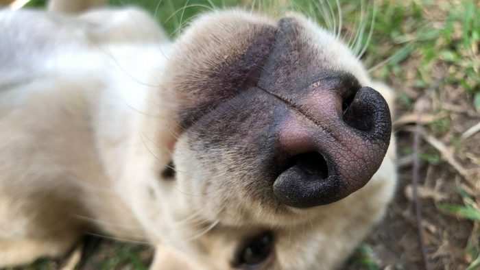 Heridas nasales en perros y gatos: de la despigmentación a la genética