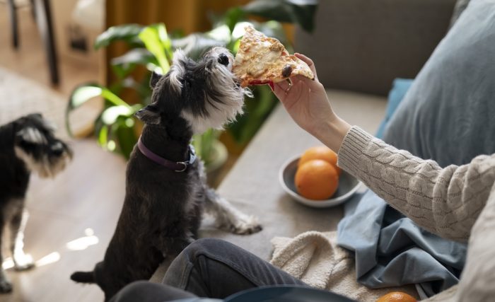 ¿Quieres cuidar la salud de tu mascota? Estos son los alimentos no aptos para perros y gatos