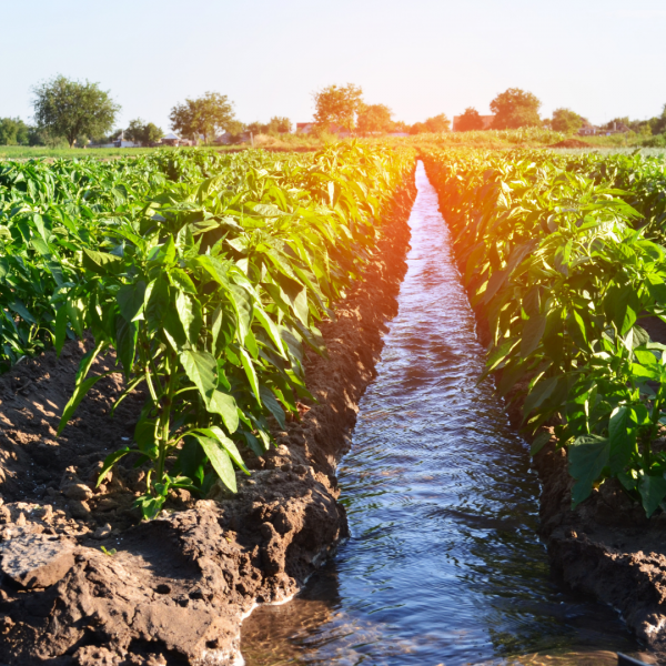 El desafío del agua en Latinoamérica: la alimentación y la sostenibilidad como parte de la solución