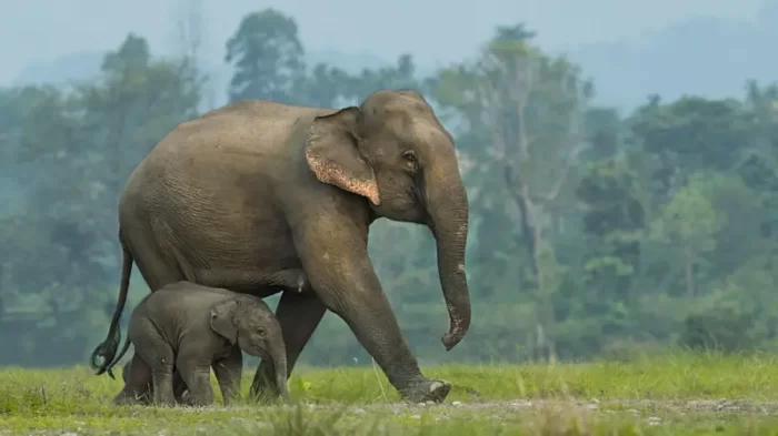 Las imágenes que muestran que los elefantes asiáticos entierran y hacen rituales para crías muertas