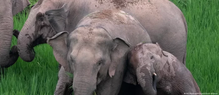 Elefantes asiáticos lloran y entierran a sus crías muertas