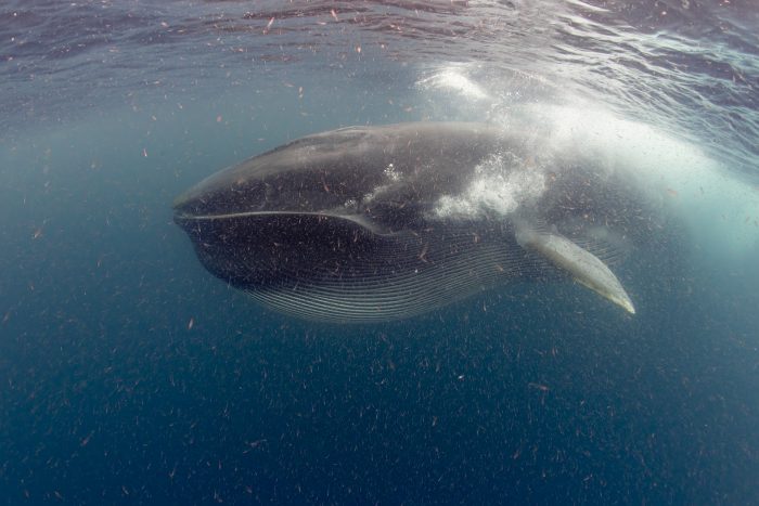 Descubren cañón submarino clave en alimentación de ballenas en Archipiélago de Humboldt