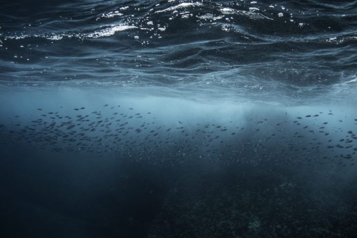 Investigadores chilenos se unen a programa de la ONU para abordar la acidificación del océano