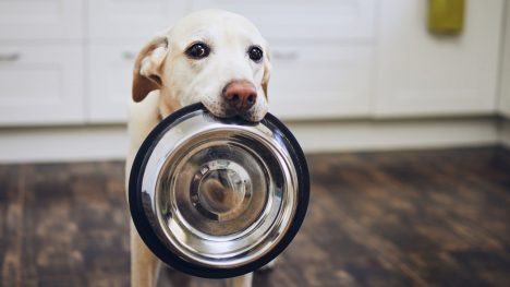 Veterinaria recomienda lavar los platos y juguetes de las mascotas para evitar peligrosas bacterias