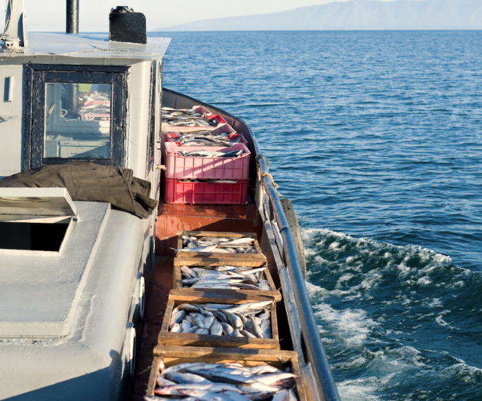 Día Nacional de la Pesca Artesanal: Corriente de Humboldt y los desafíos para cuidar su ecosistema