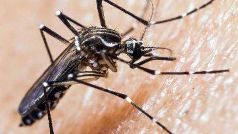 Minsal extiende alerta sanitaria por mosquito que trasmite el dengue