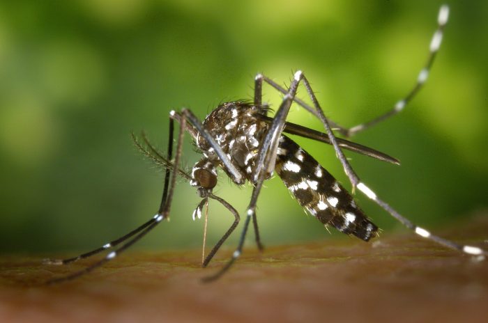 Senapred declara alerta amarilla sanitaria por mosquito que transmite el dengue en Arica