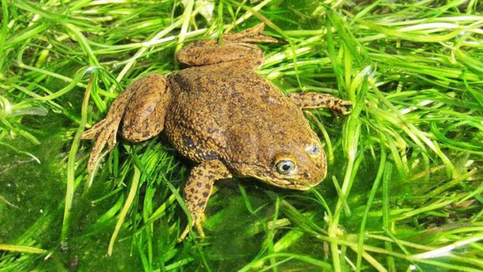 El renacer de la Ranita del Loa: hallan seis ejemplares y una larva en su hábitat natural