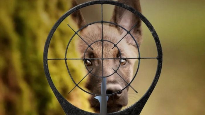 Ley de Caza y Perros: la falta de política pública en materia de animales de compañía