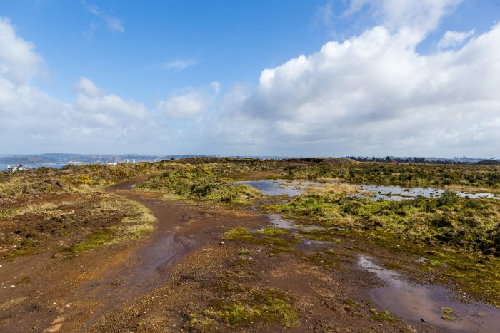 Ley de Protección Ambiental de Turberas: un gran paso en la dirección correcta