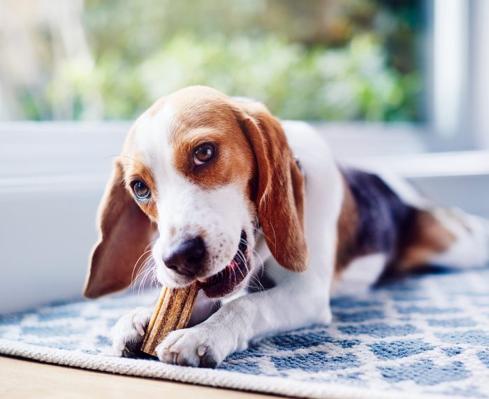 ¿Por qué es importante la higiene dental en perros y gatos?