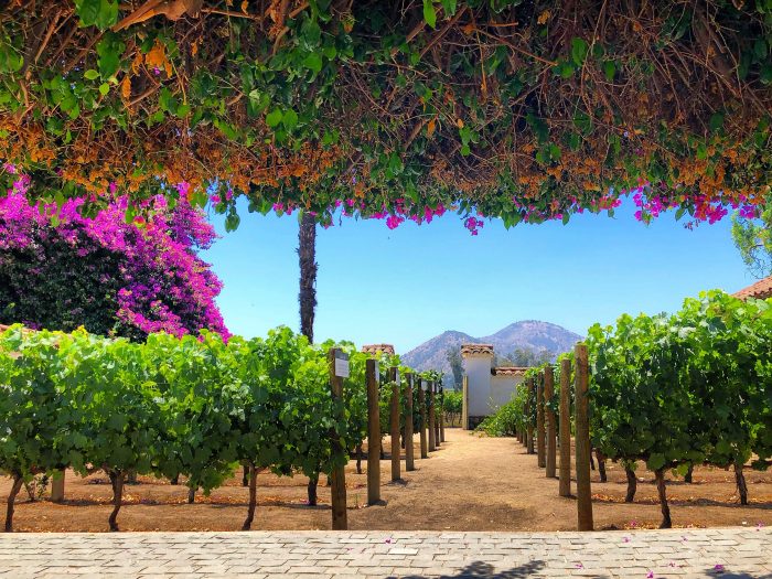 Organización Mundial de Enoturismo reconoce el manejo responsable de viña chilena