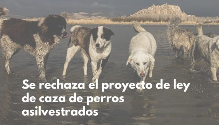 Rechazan proyecto de ley de caza de perros “asilvestrados”