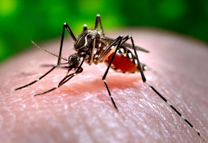 Reportan 135 casos de dengue en Chile: todos previenen del extranjero