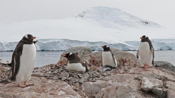 Supercomputador ayudará a predecir efectos del cambio climático sobre biodiversidad de la Antártica