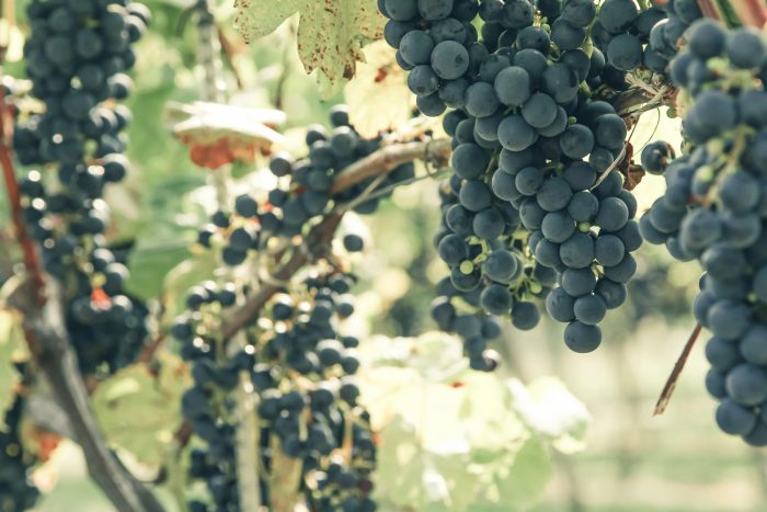 Vino orgánico: ¿Qué es y en qué se diferencia del vino común?