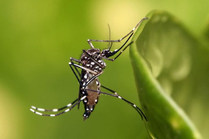 Alertan sobre ascenso del dengue en Latinoamérica y entregan recomendaciones a viajeros