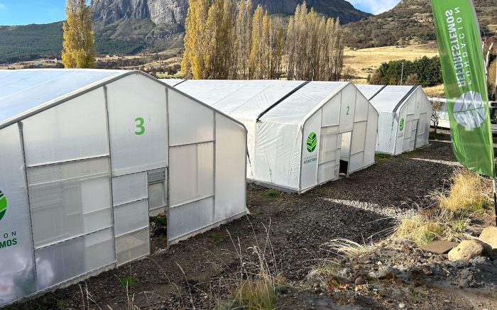 Innovador vivero de árboles nativos busca restaurar la biodiversidad de la Patagonia chilena