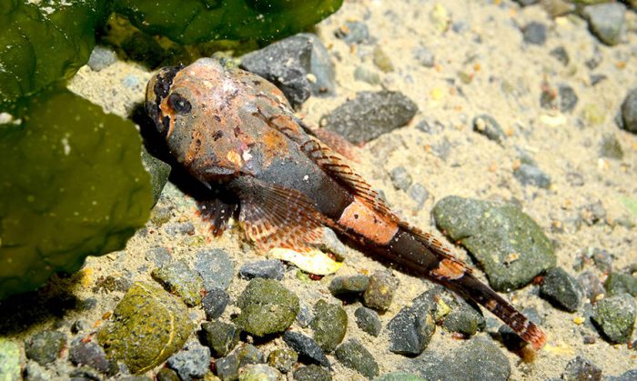 Inédita investigación analizó respuesta de peces de la Patagonia y Antártica a la crisis climática