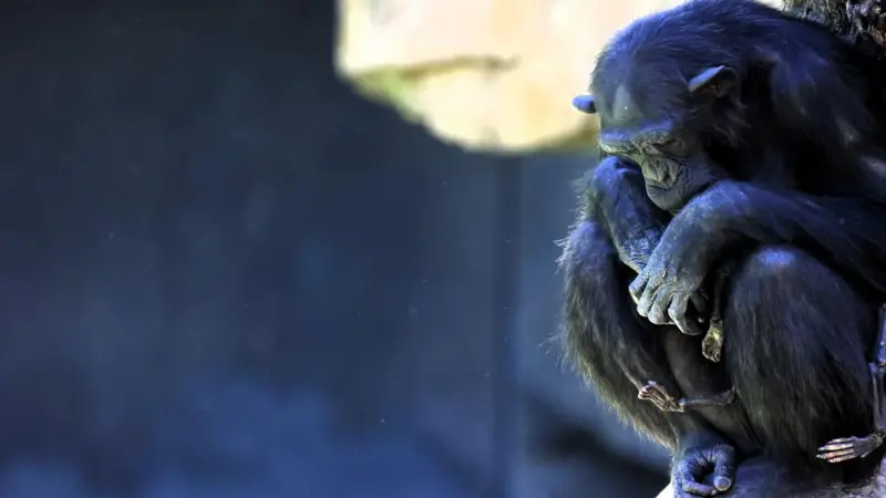El emotivo duelo de Natalia, la chimpancé que carga hace 3 meses con el cuerpo de su cría muerta