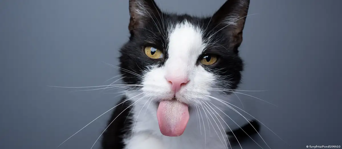 Mutación da lugar a un nuevo tipo de gato, según científicos