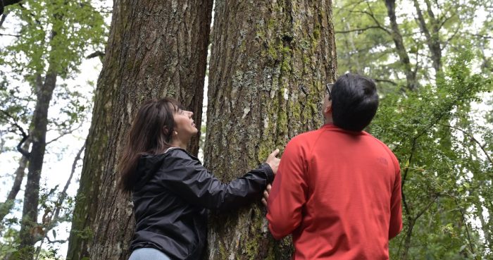 Baños de Bosque en Pucón: La experiencia de sanar cuerpo y mente que ahora recetan los médicos