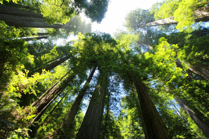 Estudio: poca variedad de árboles nativos pone en riesgo sustentabilidad de bosques reforestados