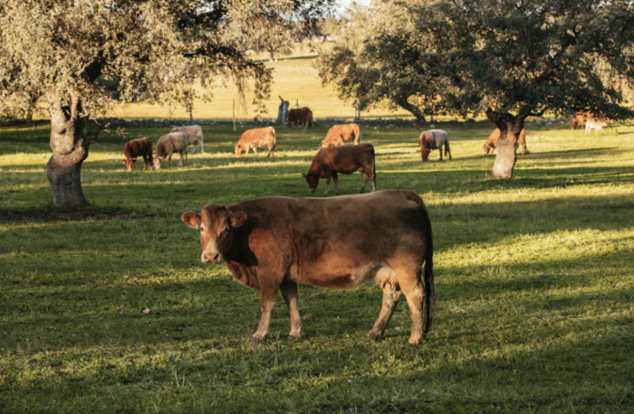 ¿Reducir el consumo de carne y lácteos disminuye las emisiones de metano