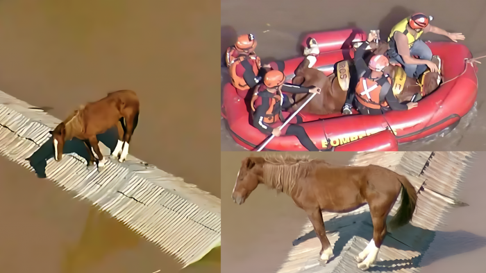 Por fin rescatan a Caramelo: salvan a caballo tras días varado en un techo por inundación en Brasil