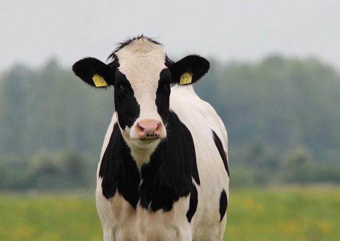 Estudio analizó propiedades ópticas en huesos de vacas para la creación de prótesis humanas