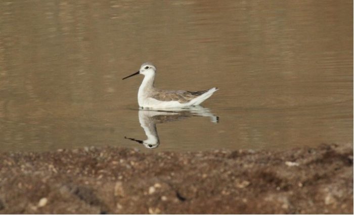 Disminuye población de aves en los trópicos por el cambio climático