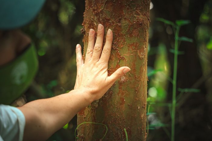 Cuando los árboles sanan: del termalismo al “baño de bosque”