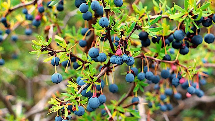 Calafate, el fruto que le da identidad y sabor a la gastronomía patagónica