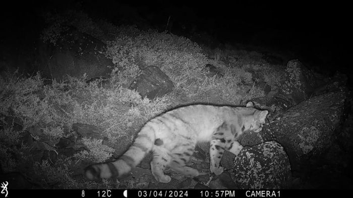 Inédito avistamiento de un gato andino en los cerros que rodean Santiago