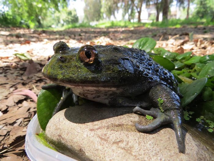 Investigadores hacen llamado urgente a la acción por la rana gigante chilena