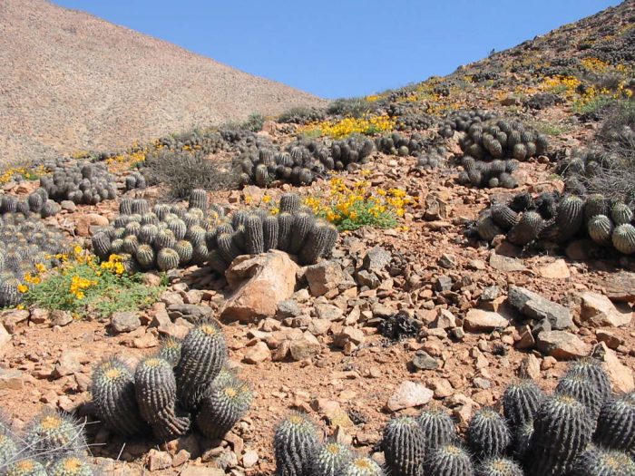 El comercio ilegal de cactus copiapoa como adorno puede llevar a su extinción, alerta UICN
