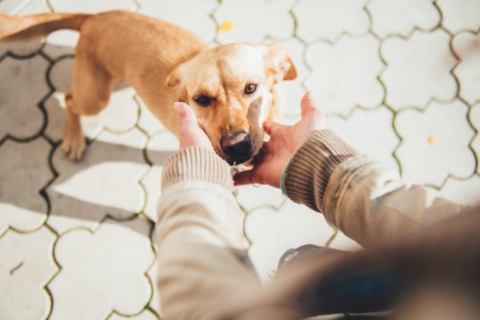 Bienestar canino: claves para evitar problemas de comportamiento