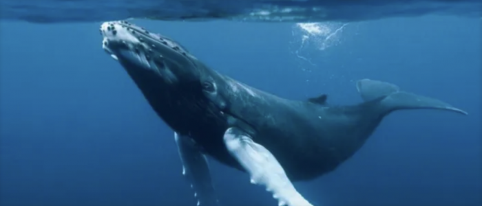Impacto mundial: la población de la ballena azul en Chile ha disminuido en un 36%