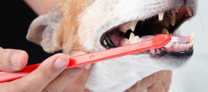 Mal aliento: un perro puede perder piezas dentales y hasta morir por falta de higiene bucal