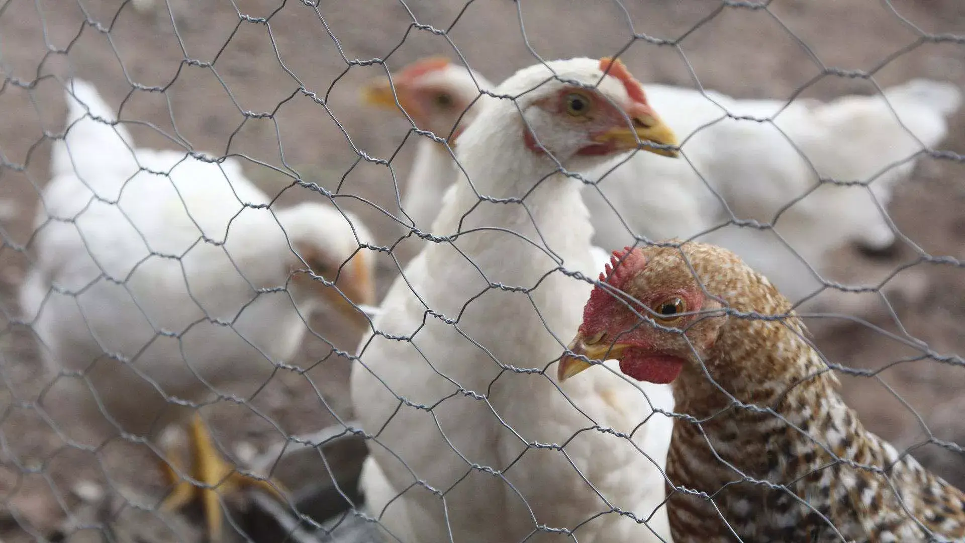 Primera muerte por gripe aviar: OMS pide estar alerta aunque el riesgo es bajo