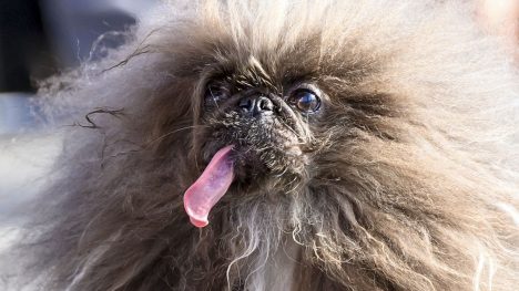 El perro más feo del mundo: así es Wild Thang, el pequinés de 8 años que ganó millonario premio