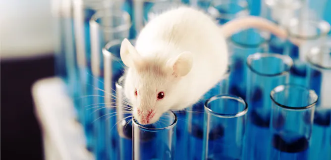 ¿Para qué se crean animales transgénicos?