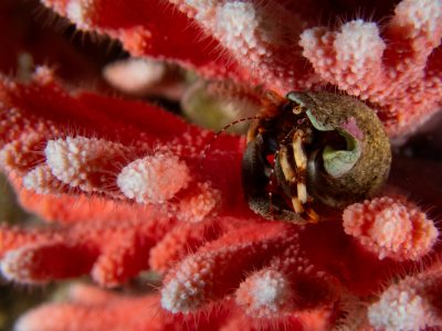 Encuentran en Magallanes el hidrocoral rojo más austral y en aguas más superficiales del mundo