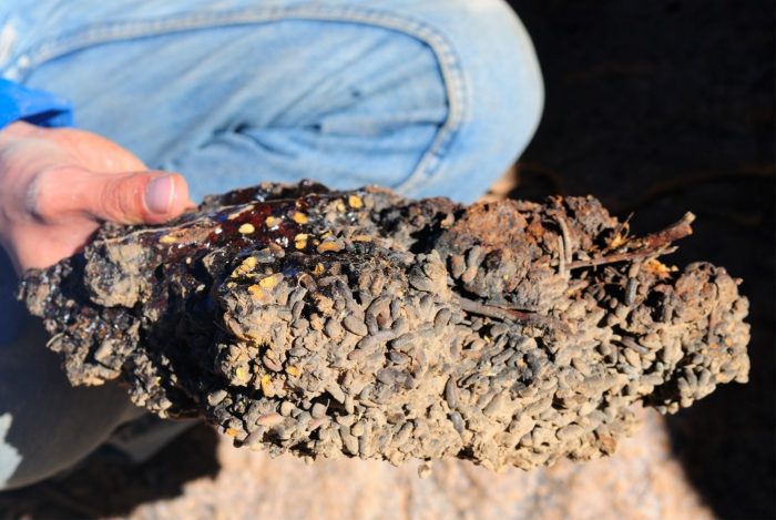 Paleomadrigueras: guaridas fósiles y radiografías del pasado que buscan ser preservadas